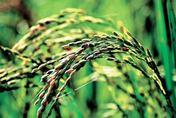 close-up detalhado de uma panícula de arroz em fase de maturação. O foco seletivo destaca os grãos em prime
