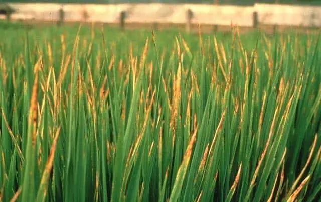 close-up de uma plantação de arroz com claros sinais de uma doença. As folhas verdes e longas da cultura e