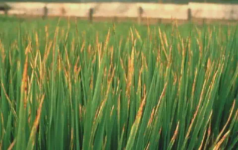 close-up de uma plantação de arroz com claros sinais de uma doença. As folhas verdes e longas da cultura e