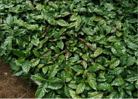 uma visão de cima de uma plantação densa de mudas ou plantas jovens de café. As folhas, em sua maioria, aprese