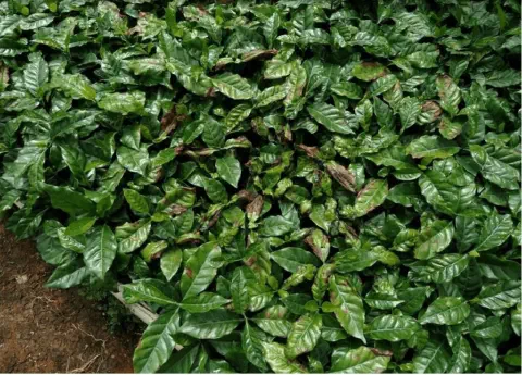 uma visão de cima de uma plantação densa de mudas ou plantas jovens de café. As folhas, em sua maioria, aprese