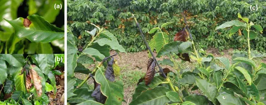 composição de três fotografias (a, b, c) que ilustram os diferentes estágios de uma doença em um cafezal, prov