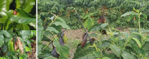 composição de três fotografias (a, b, c) que ilustram os diferentes estágios de uma doença em um cafezal, prov