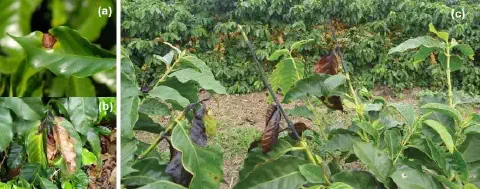 composição de três fotografias (a, b, c) que ilustram os diferentes estágios de uma doença em um cafezal, prov