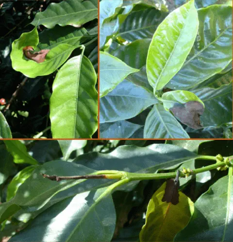 composição de três fotografias que exibem em close-up os sintomas de uma doença em uma planta de café. As foto
