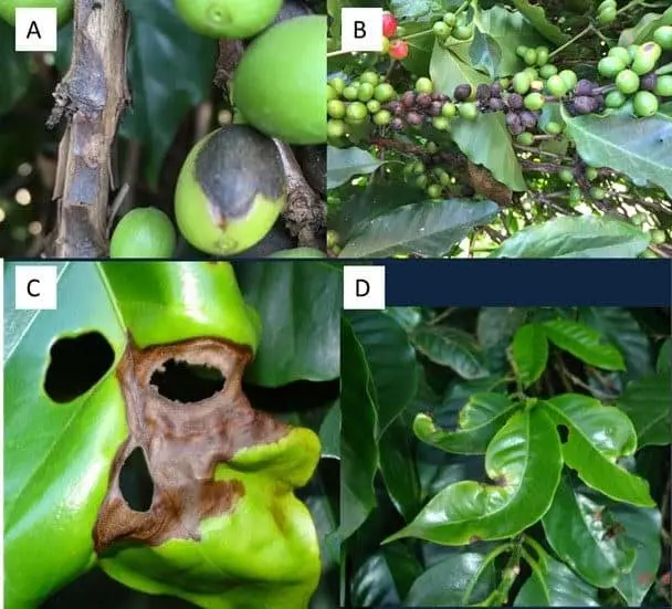Esta imagem é uma composição de quatro fotografias (A, B, C, D) que ilustram diferentes sintomas de doenças e pragas em plant