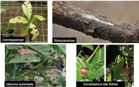 Esta imagem é uma composição visual que ilustra os sintomas de quatro diferentes doenças que afetam plantas, muito provavelme