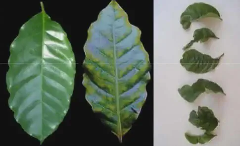 Doenças do Cafeeiro: Sintomas Visuais nas Folhas montagem comparativa que ilustra a saúde de folhas de cafeeiro. À esquerda, em um fundo preto, uma folha de ca