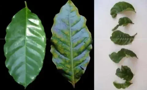 montagem comparativa que ilustra a saúde de folhas de cafeeiro. À esquerda, em um fundo preto, uma folha de ca