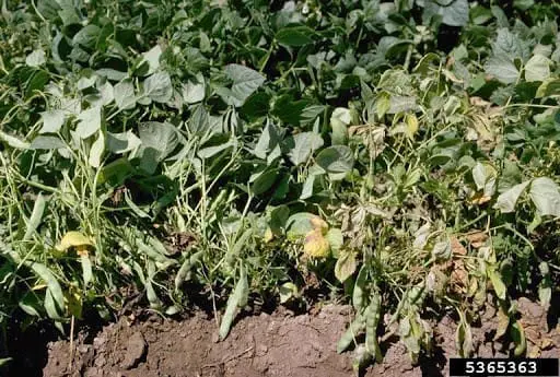 uma lavoura, possivelmente de feijão ou soja, em um close-up que destaca um problema fitossanitário. A cena é