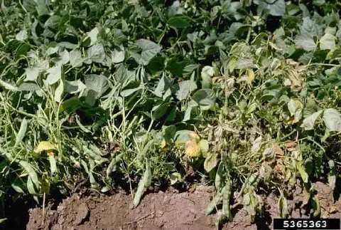 uma lavoura, possivelmente de feijão ou soja, em um close-up que destaca um problema fitossanitário. A cena é