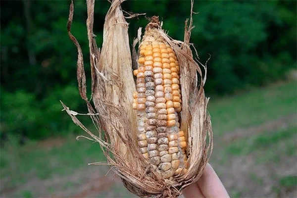primeiro plano uma espiga de milho sendo segurada por uma mão, com a palha seca e parcialmente aberta, reve