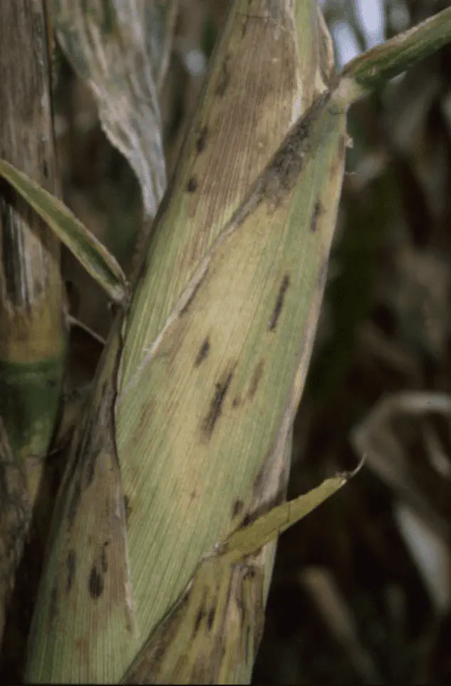 Doenças do Milho: Como Identificar Manchas na Espiga close-up de uma espiga de milho ainda no pé, com a palha apresentando sinais claros de uma doença. A palha,