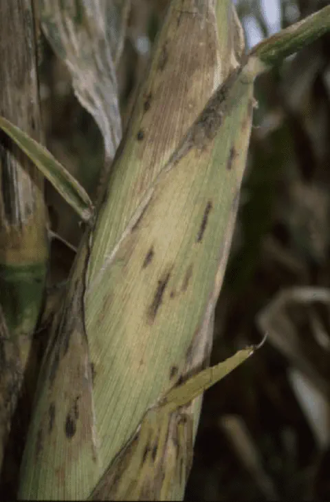 close-up de uma espiga de milho ainda no pé, com a palha apresentando sinais claros de uma doença. A palha,