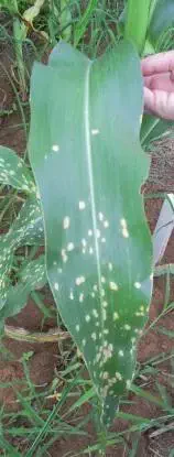 close-up de uma folha de milho sendo inspecionada em campo. A folha apresenta múltiplos sintomas de uma doe