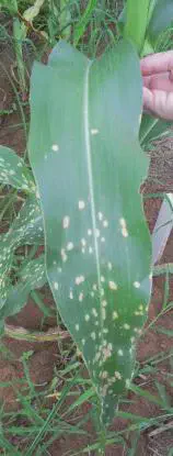 Doenças do Milho: Como Identificar Manchas na Folha close-up de uma folha de milho sendo inspecionada em campo. A folha apresenta múltiplos sintomas de uma doe