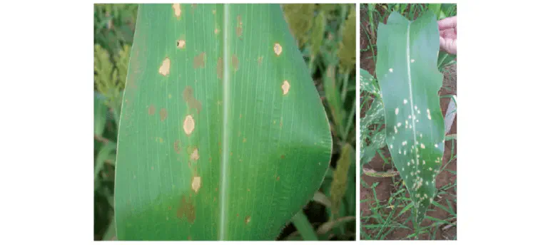 composição de duas fotografias que exibem folhas de milho afetadas por doenças foliares. Na imagem à esquerda,