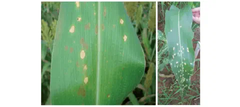 composição de duas fotografias que exibem folhas de milho afetadas por doenças foliares. Na imagem à esquerda,
