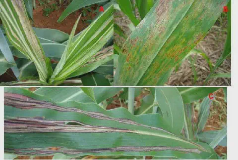 Esta imagem é uma composição de três fotografias que ilustram diferentes sintomas de problemas fitossanitários e nutricionais