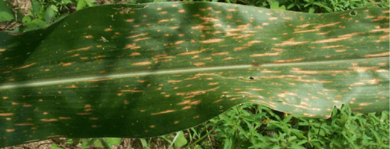 close-up de uma folha de milho verde, que está visivelmente afetada por uma doença foliar. A superfície da