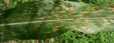 close-up de uma folha de milho verde, que está visivelmente afetada por uma doença foliar. A superfície da
