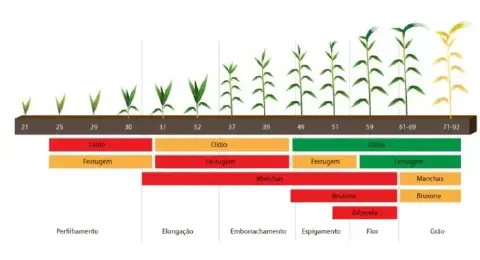 infográfico detalhado que ilustra a correlação entre os estádios fenológicos de uma cultura de cereal, provavel