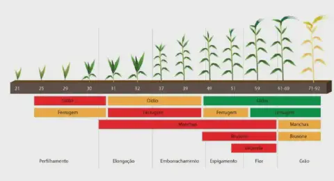 infográfico detalhado que ilustra a correlação entre os estádios fenológicos de uma cultura de cereal, provavel
