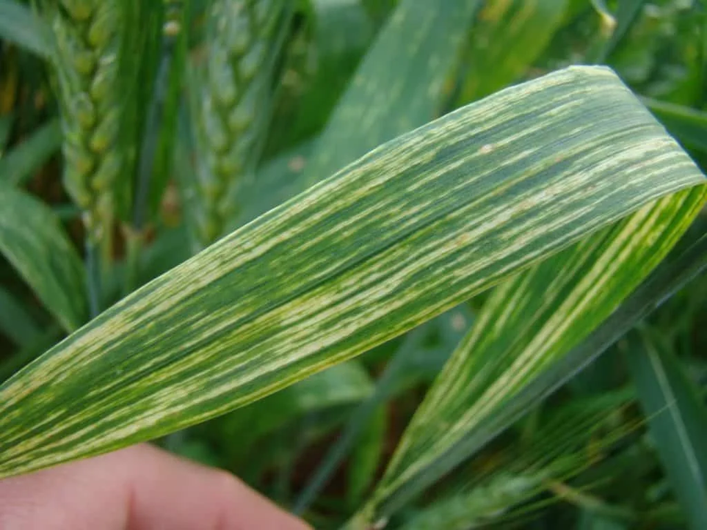 close-up detalhado de uma folha de uma cultura de cereal, provavelmente trigo ou cevada, sendo segurada por