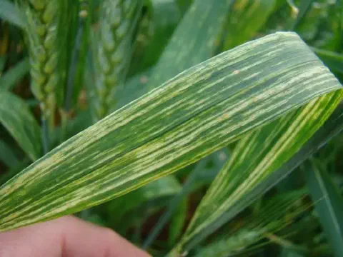 close-up detalhado de uma folha de uma cultura de cereal, provavelmente trigo ou cevada, sendo segurada por