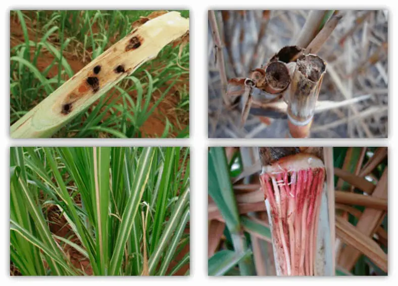 Esta imagem é uma composição de quatro fotografias que ilustram diferentes sintomas de doenças e pragas comuns na cultura da