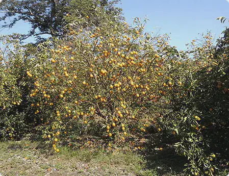 laranjeiro em um pomar, carregado de frutos amarelos e maduros. A árvore apresenta sinais de estresse ou doença, como a morte súbita dos citros.