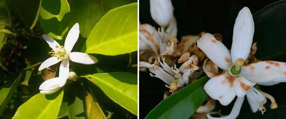 montagem comparativa que exibe duas fotografias lado a lado de flores de citros, provavelmente de laranjeira.