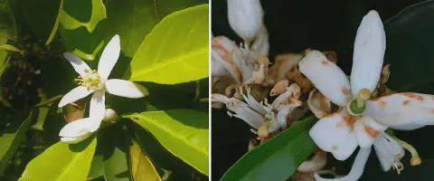 montagem comparativa que exibe duas fotografias lado a lado de flores de citros, provavelmente de laranjeira.
