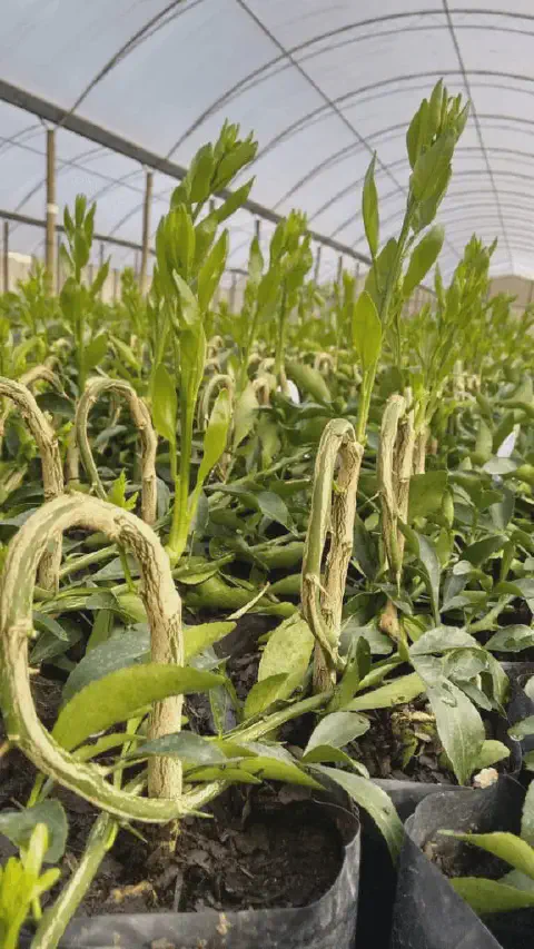 close-up de mudas jovens, possivelmente de citros, crescendo em sacos plásticos de viveiro dentro de uma e