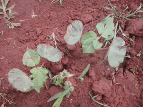 plântulas de uma cultura, possivelmente algodão ou feijão, em estágio inicial de desenvolvimento, brotando de