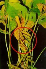 close-up de uma planta de soja em estágio avançado de desenvolvimento, com foco em um cacho de vagens desta