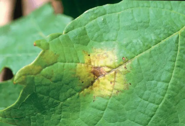 close-up detalhado da superfície de uma folha de planta, destacando um sintoma claro de doença. No centro d