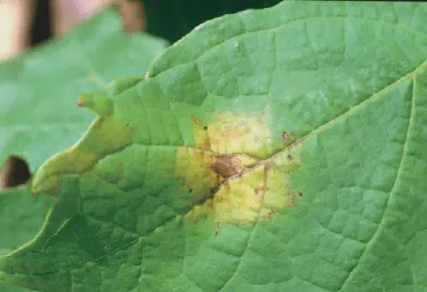 Mancha de óleo com necrose em folha de videira, sintoma inicial do míldio