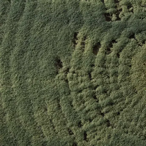 uma visão macro, em close-up, de uma densa colônia de mofo ou fungo de coloração verde-acinzentada. A textura