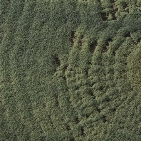 uma visão macro, em close-up, de uma densa colônia de mofo ou fungo de coloração verde-acinzentada. A textura