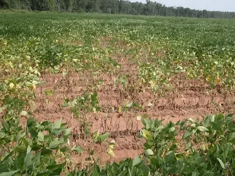 lavoura de soja com um problema localizado evidente. Em primeiro e segundo plano, uma grande área da pla