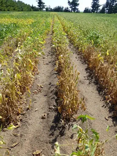 uma lavoura de soja com sinais evidentes de estresse ou doença. Em primeiro plano, as fileiras de plantas apre