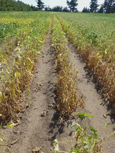 uma lavoura de soja com sinais evidentes de estresse ou doença. Em primeiro plano, as fileiras de plantas apre