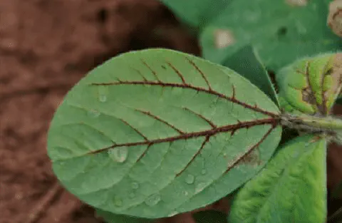close-up detalhado de uma folha de soja jovem, evidenciando sintomas de uma doença. A característica mais m