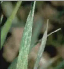 close-up detalhado de uma folha de uma planta de cereal, provavelmente trigo ou cevada, que apresenta sinto