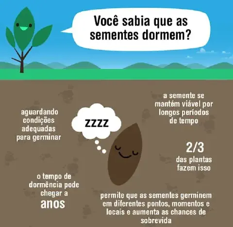 infográfico educativo que explica o fenômeno da dormência em sementes de forma lúdica e visual. Dividida em dua