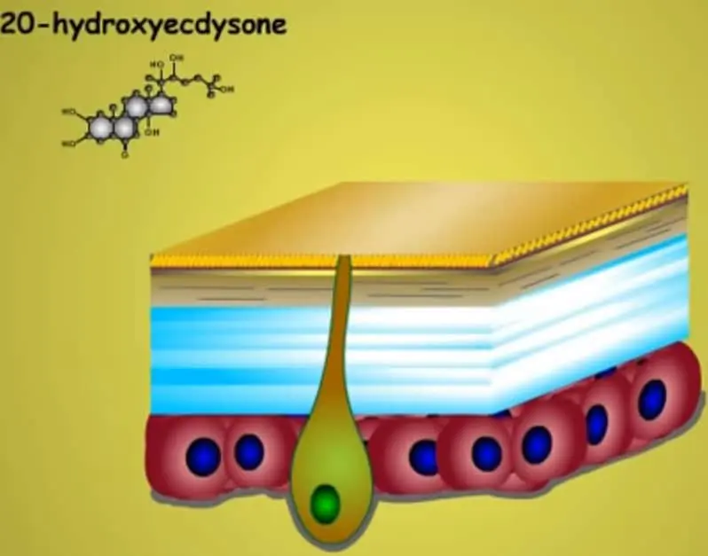 diagrama científico que ilustra a estrutura do exoesqueleto (cutícula) de um inseto e a molécula do hormôni