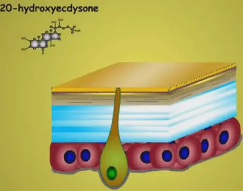 diagrama científico que ilustra a estrutura do exoesqueleto (cutícula) de um inseto e a molécula do hormôni