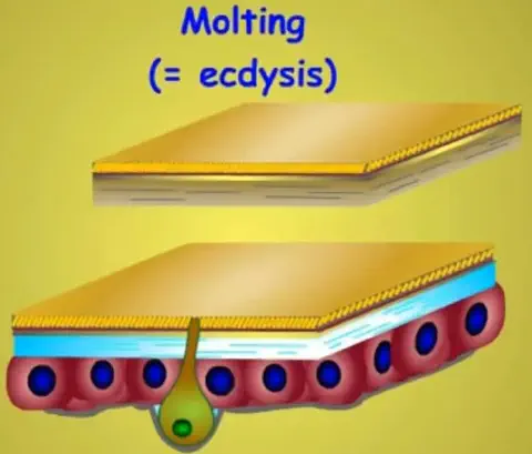 diagrama didático que ilustra o processo biológico da ecdise, também conhecido como muda, em artrópodes como os