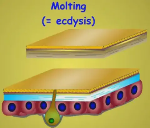 diagrama didático que ilustra o processo biológico da ecdise, também conhecido como muda, em artrópodes como os